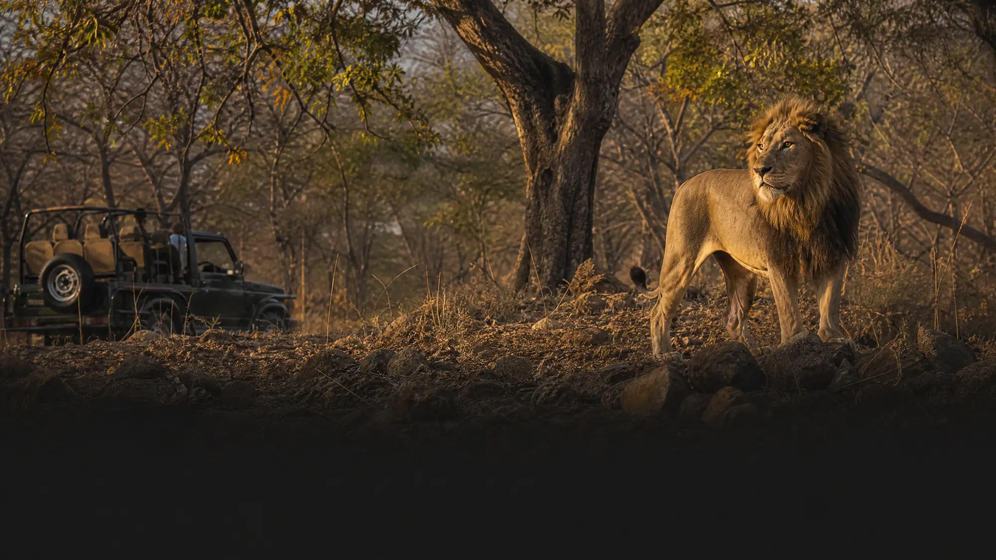 Gir National Park is the only wild habitat of the Asiatic lion. Explore the 1,412-square-kilometer sanctuary on an official 3-hour open jeep safari.