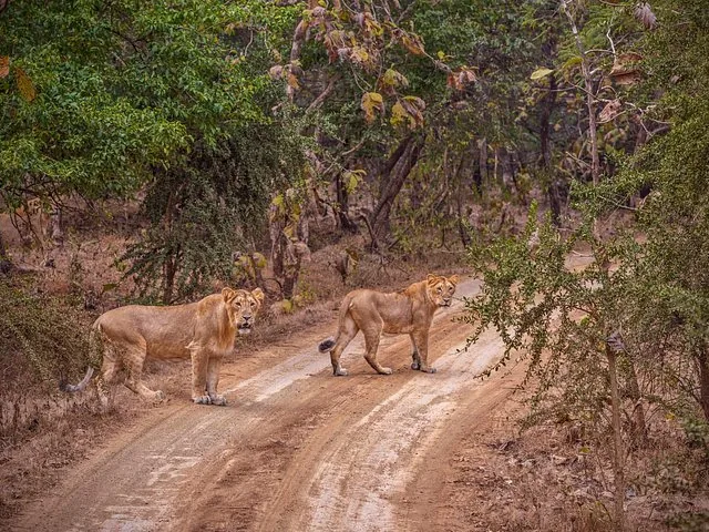 two lionesses crossing a dirt track in a wooded area