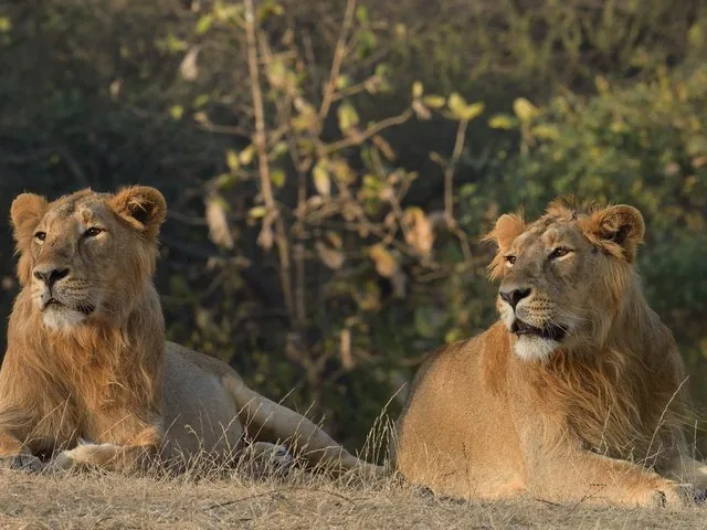 two asiatic lions resting in a dry grassy area