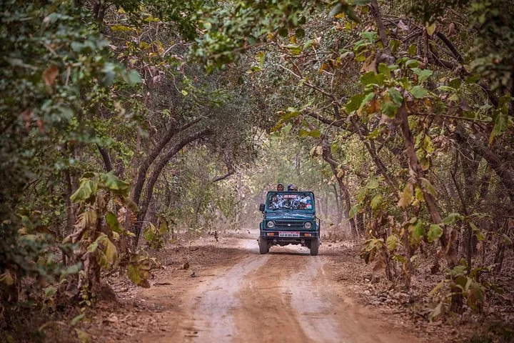 a safari jeep driving down a dirt road through a forest