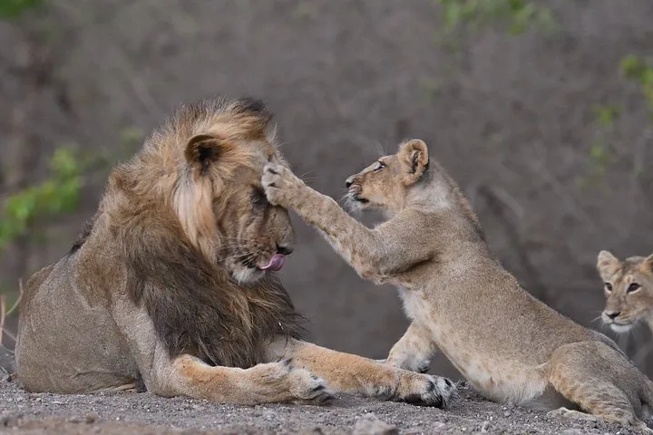a lion cub playfully touching an adult male lion's face