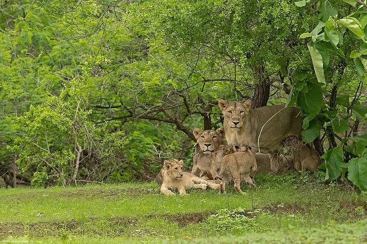 a lioness with several cubs resting under the shade of trees
