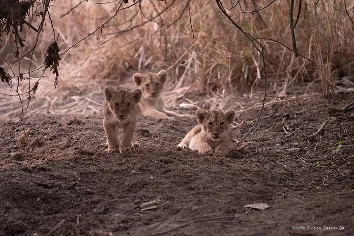 three lion cubs resting on the dry ground in the wild
