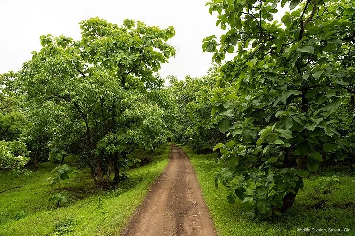 a dirt road winding through a lush green forest landscape