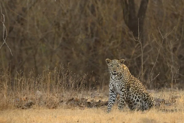 a leopard sitting alert in a dry grassy field